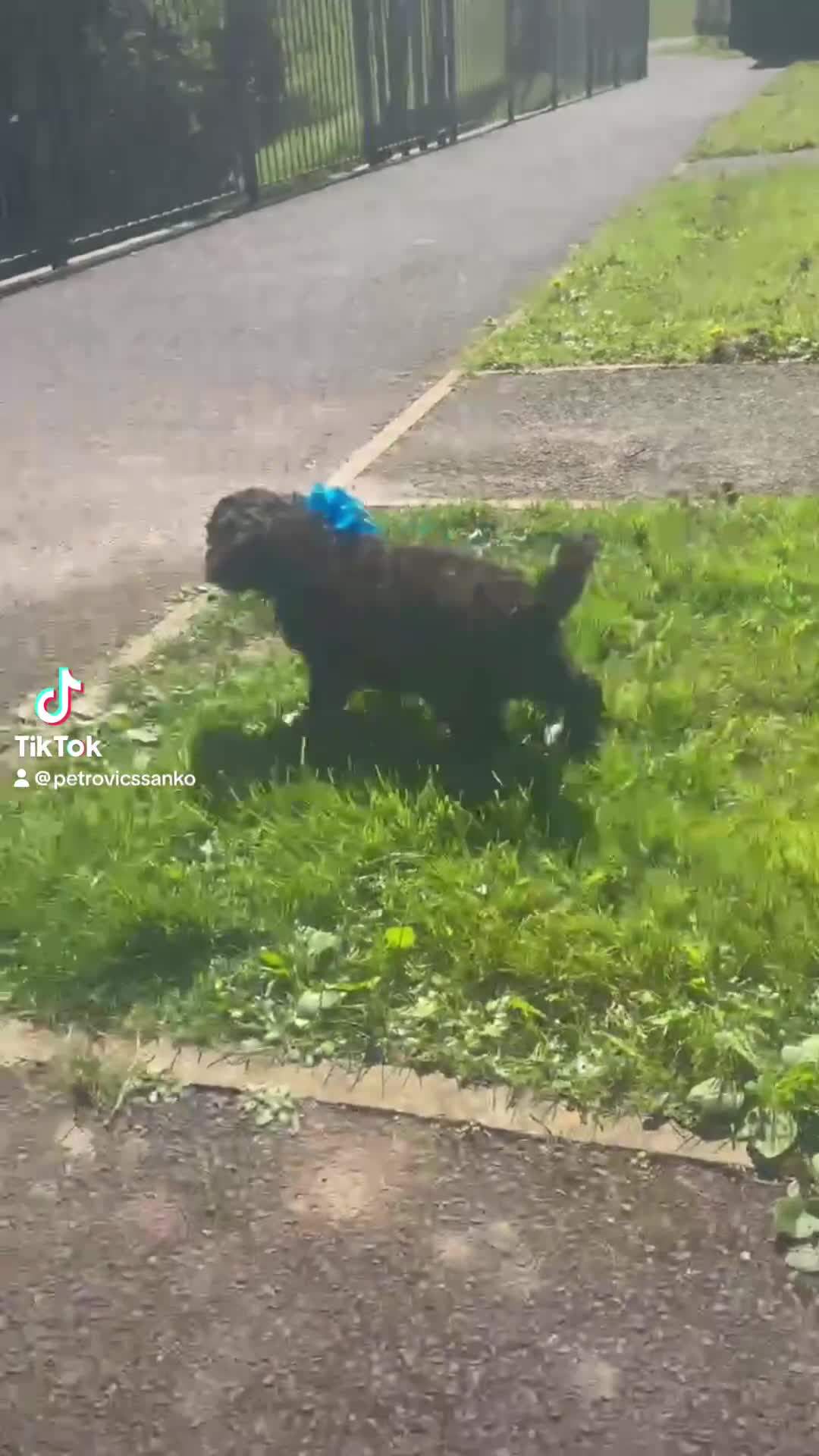 Goldendoodle dogs for sale: Goldendoodle puppies 💙🩷 - Video 3