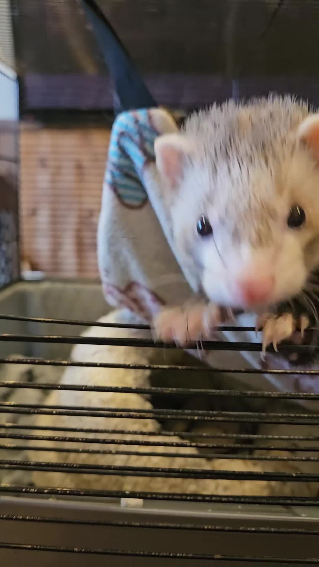 Ferret rodents for sale: Small hob ferret tame  - Video 1