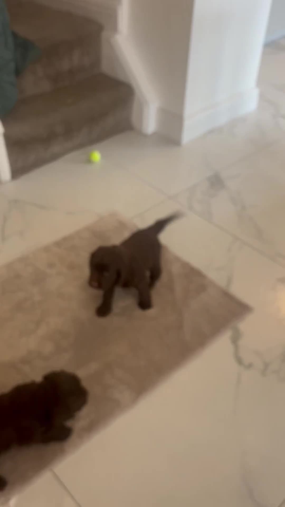 Sprocker dogs for sale: 1 chocolate boy sproker 10 weeks  - Video 1