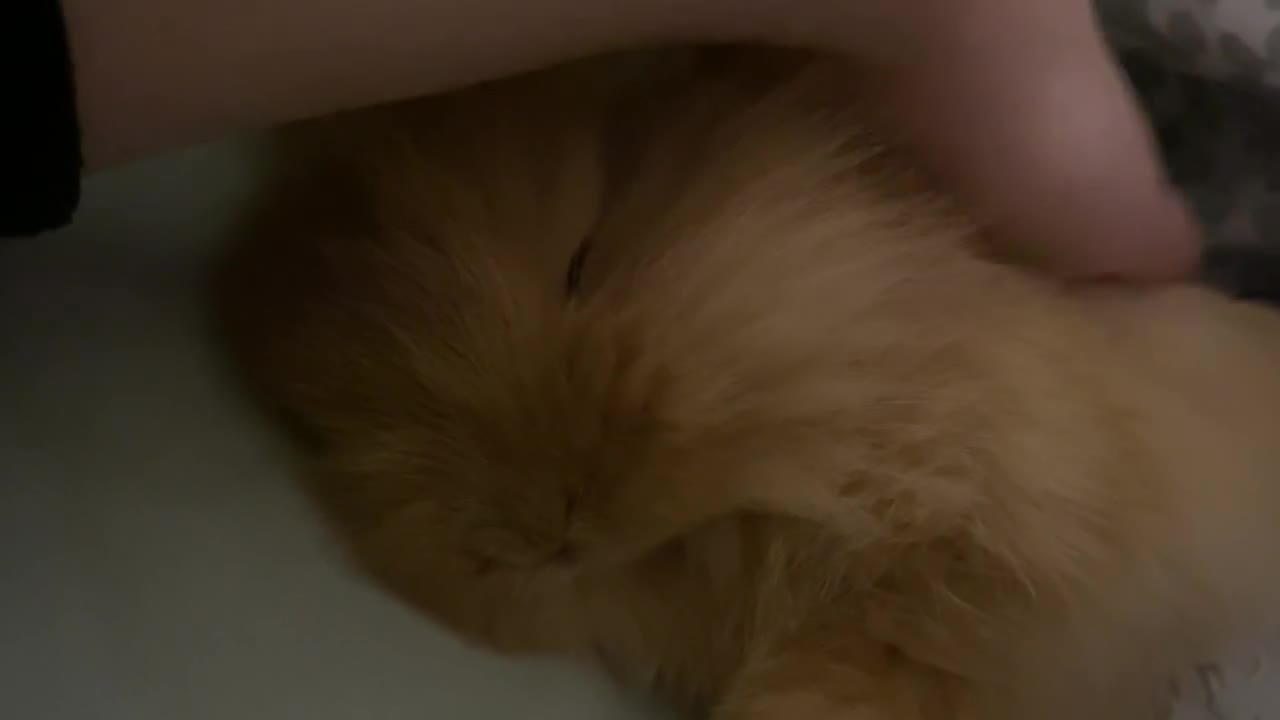 Lionhead rabbits for sale: Baby rabbit  - Video 1