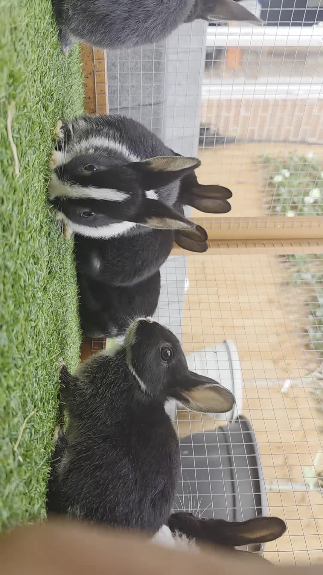 Dutch rabbits for sale: Adorable cute bunnies available, mixed gender. - Video 1