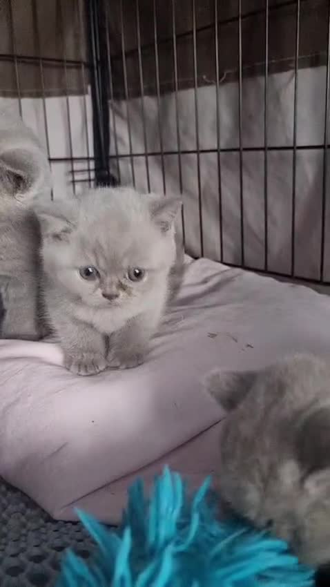 British Shorthair cats for sale: Lilac & Blue BSH Kittens Healthy GCCF Pedigree  - Video 4