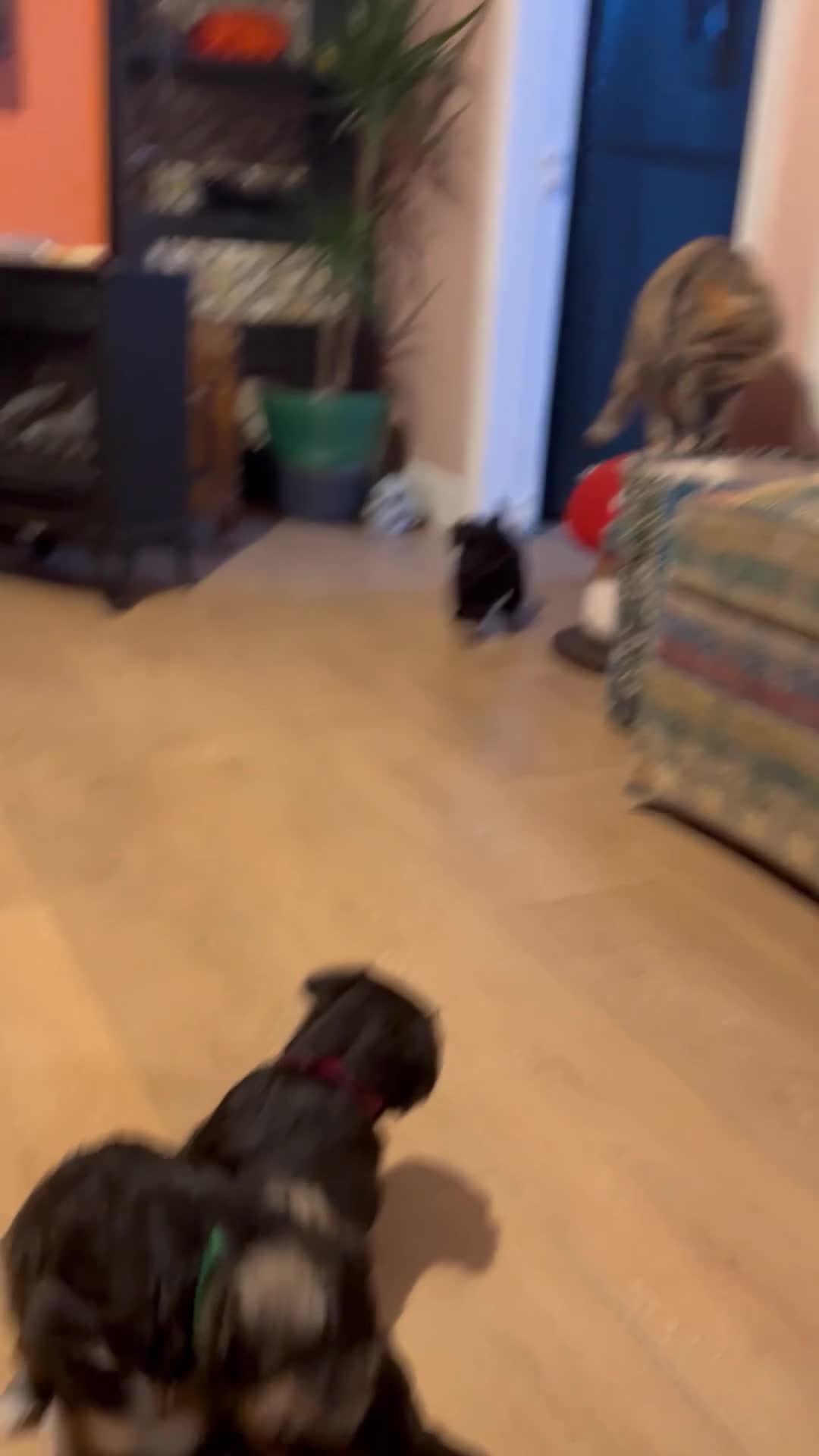 Miniature Schnauzer dogs for sale: Pedigree Miniature Schnauzers in Nottingham - Video 1