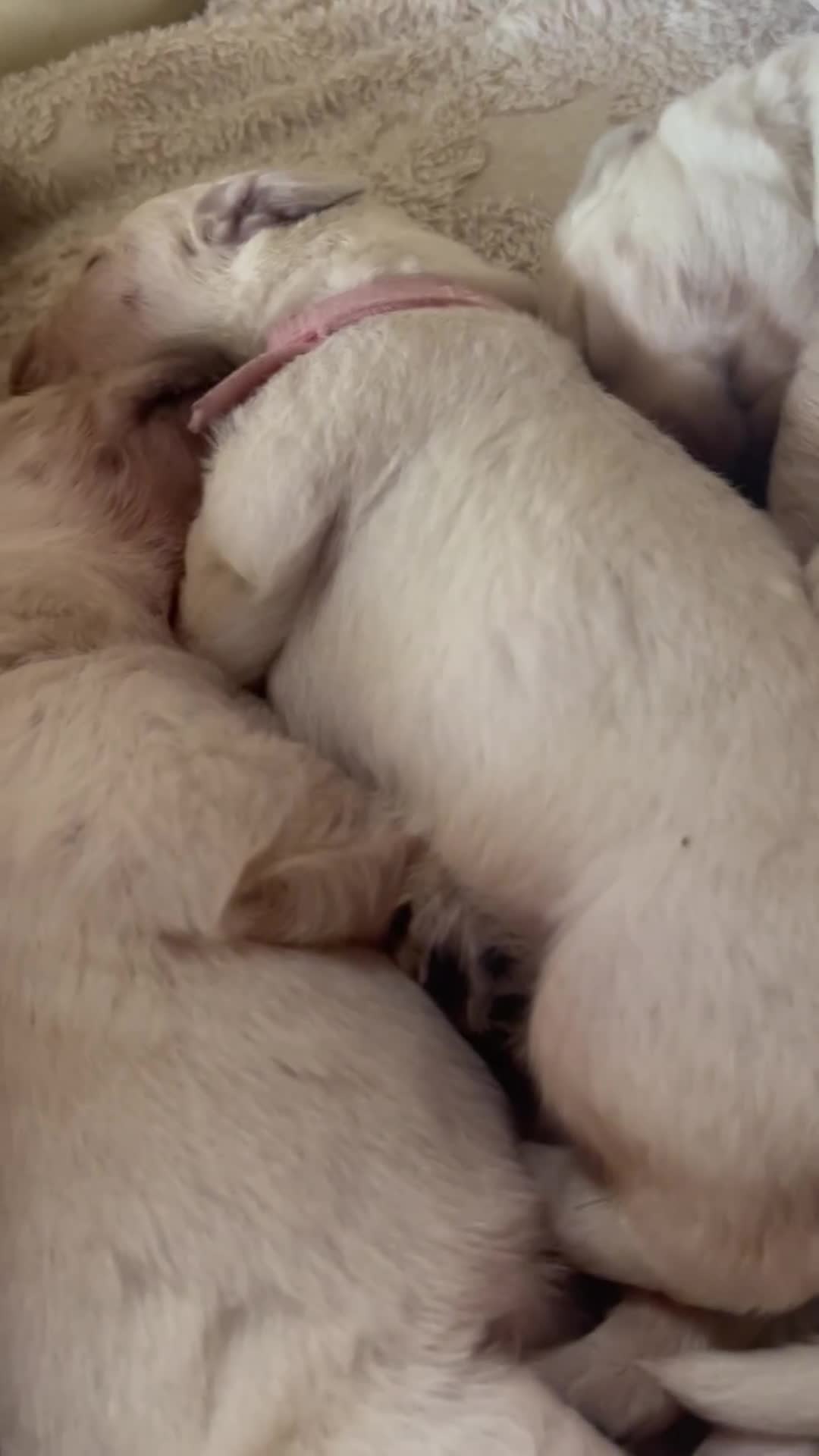 Labrador Retriever dogs for sale: Labrador retriver - Video 5
