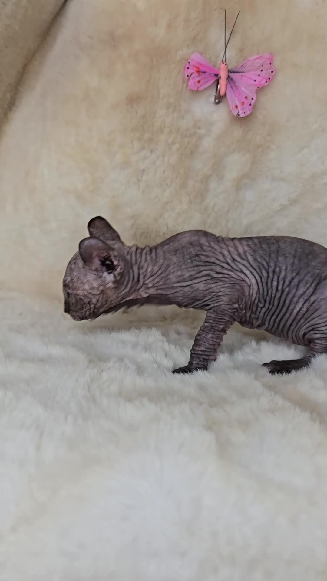 Sphynx cats for sale: Elf sphynx girl with perfect body - Video 1