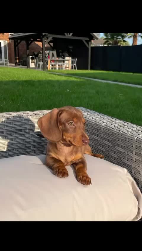 Miniature Dachshund dogs for sale: Ethically Bred Superior Health Tested Miniatures - Video 4