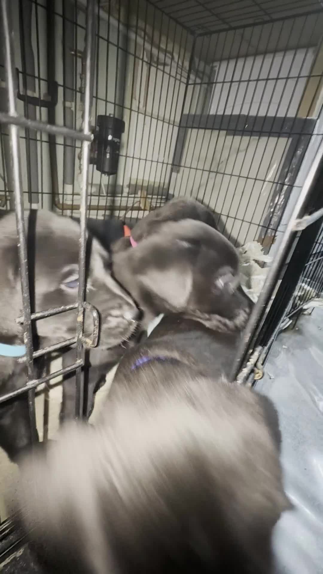 Labrador Retriever dogs for sale: Black Labrador  - Video 1