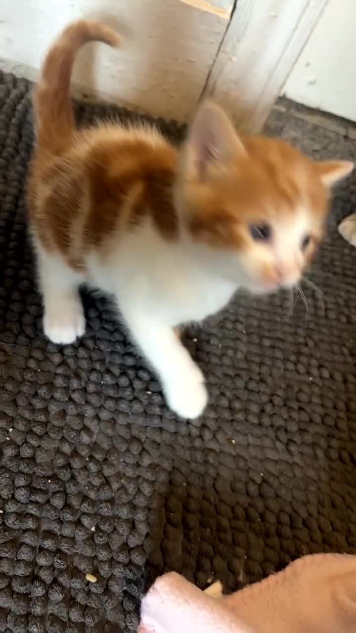 Mixed Breed cats for sale: Need a loving home to mixed breed kittens in Preston - Video 3