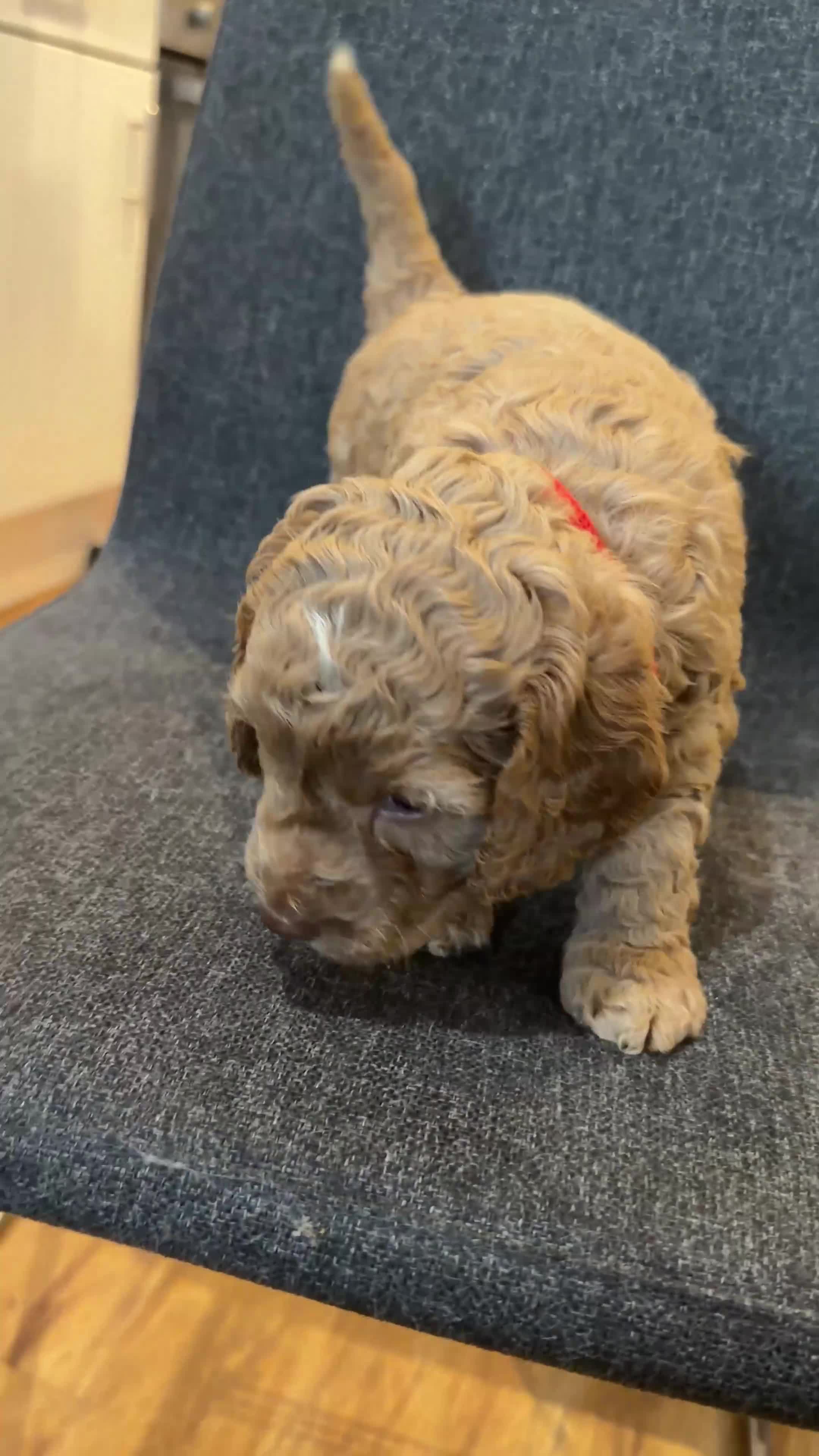 Cockapoo dogs for sale: Cockapoo Puppies Looking for Their Forever homes - Video 2