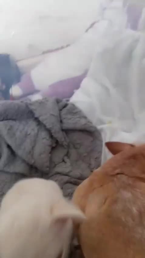 Chihuahua dogs for sale: Beautiful girl chuhuwa puppy's  - Video 2