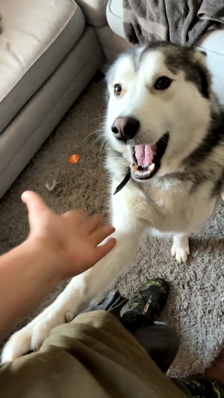 Siberian Husky dogs for stud: Husky malamute mix  - Video 1