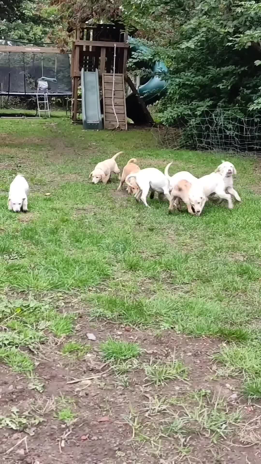 Labradoodle dogs for sale: Labradoodle / Fox Red Labrador X Puppies - Video 2