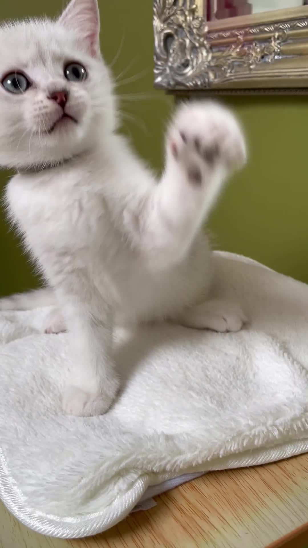 British Shorthair cats for sale: BSH Silver/Black Tipped Boys GCCF Registered  - Video 2