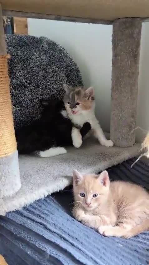 Mixed Breed cats for sale: Beautiful healthy kittens - ONLY 2 AVAILABLE 😍😍 - Video 4