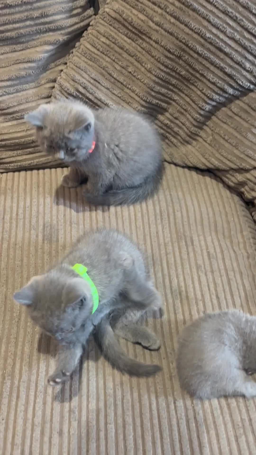 British Shorthair cats for sale: British Shorthair kittens  - Video 2