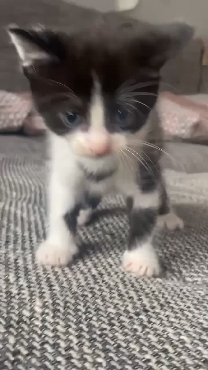 Mixed Breed cats for sale: Kittens for sale in Peterborough  - Video 2