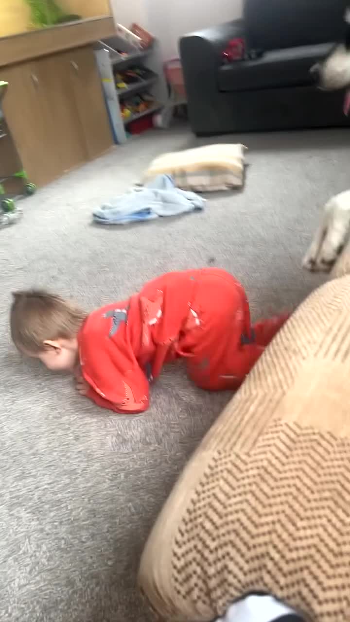 Mixed Breed dogs for sale: This is Leya - Video 1