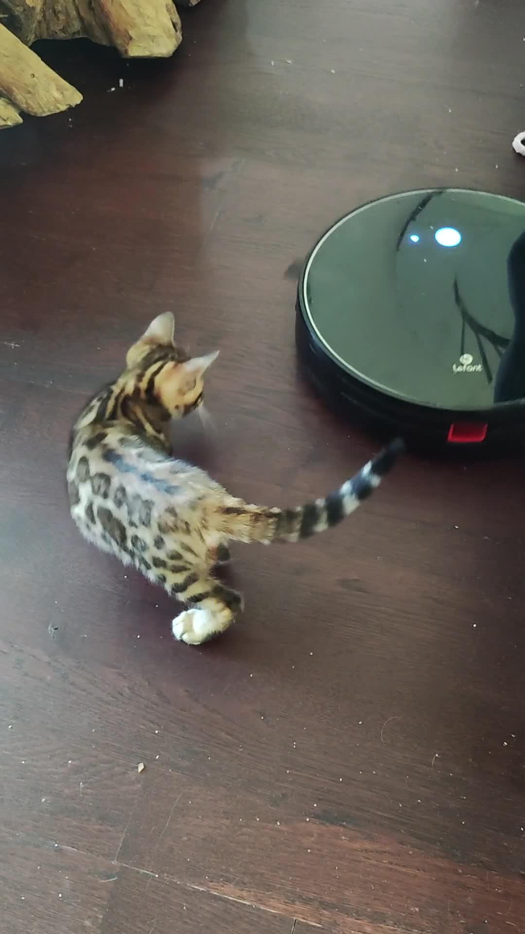 Bengal cats for sale: TICA Bengal Kittens for Sale – Stunning & Sweet! in Durham - Video 2