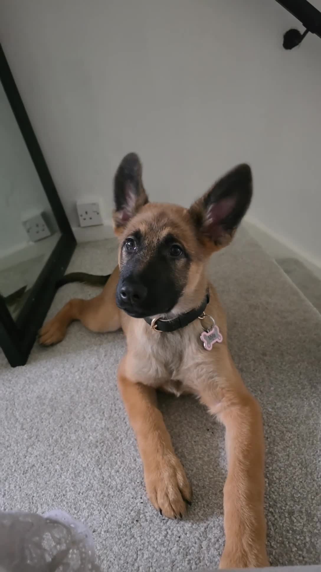 Mixed Breed dogs for sale: Caucasian X Belgium X German shepherd  in Leyland - Video 3