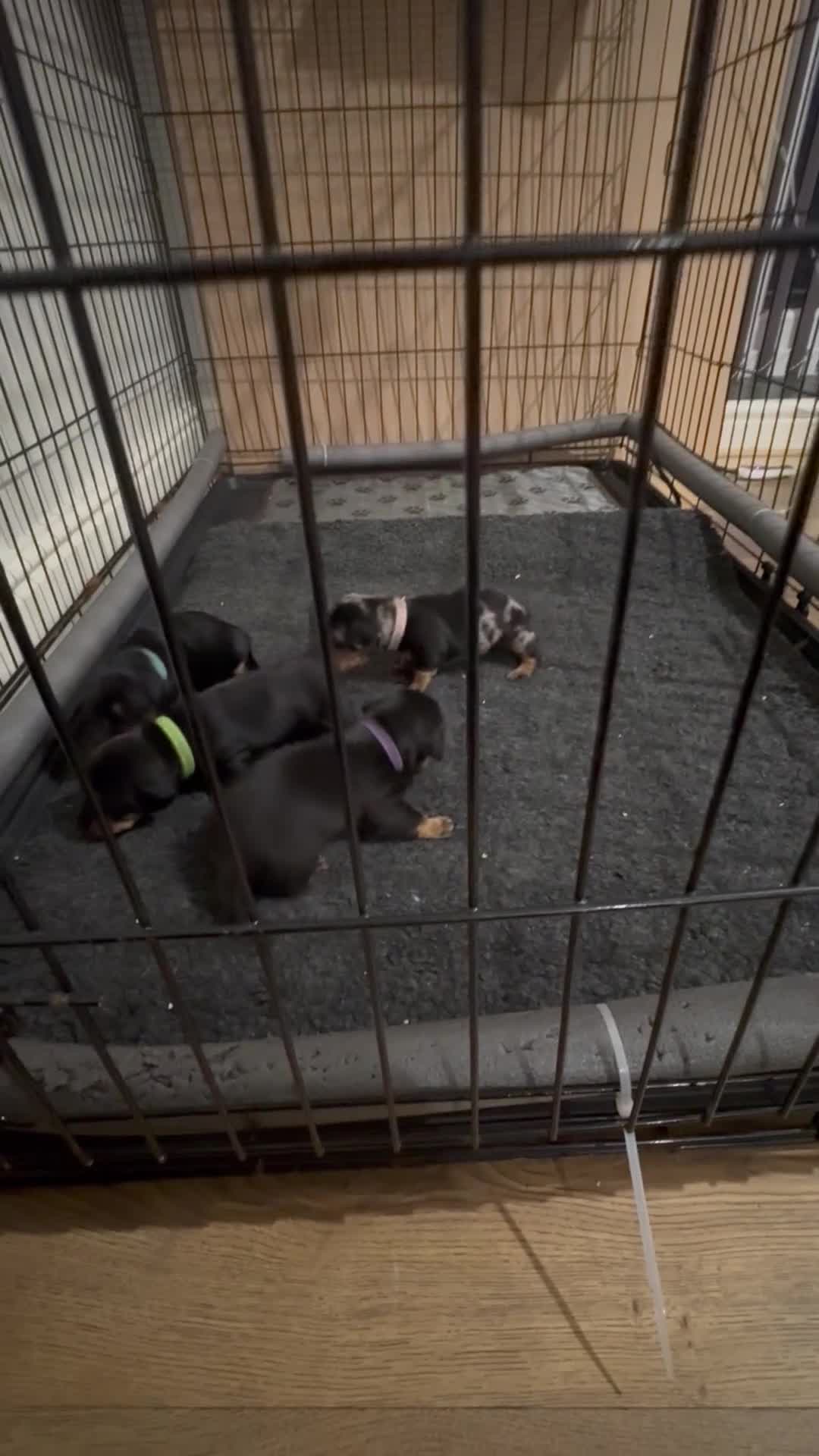 Dachshund dogs for sale: 4 miniature x jack russle   - Video 1