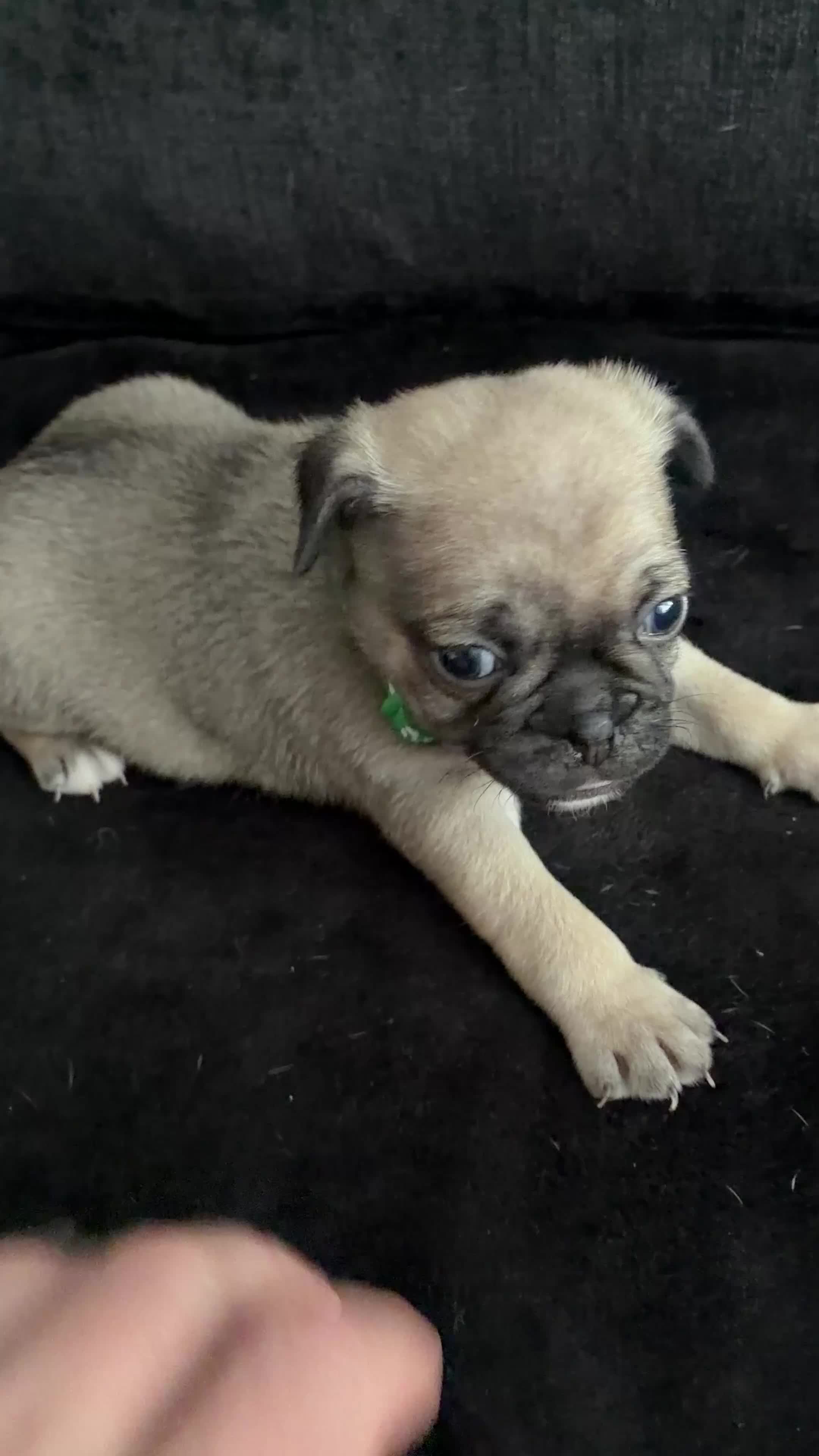 Pug dogs for sale: Beautiful Pug Puppies for Sale - Video 1