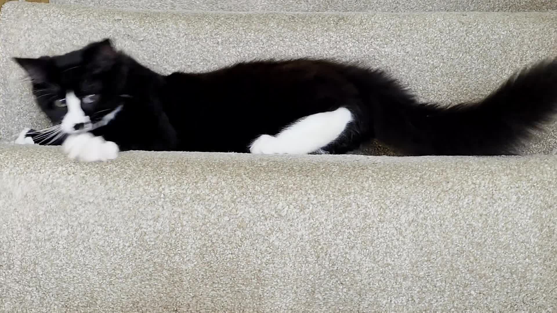 Mixed Breed cats for sale: 4 Maine Coon X Kittens Ready To Leave!!! - Video 4