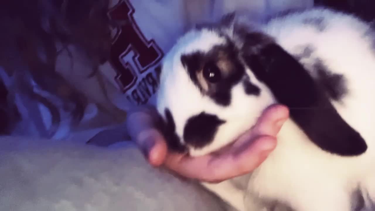 Mini Lop rabbits for sale: mini lop female  - Video 1