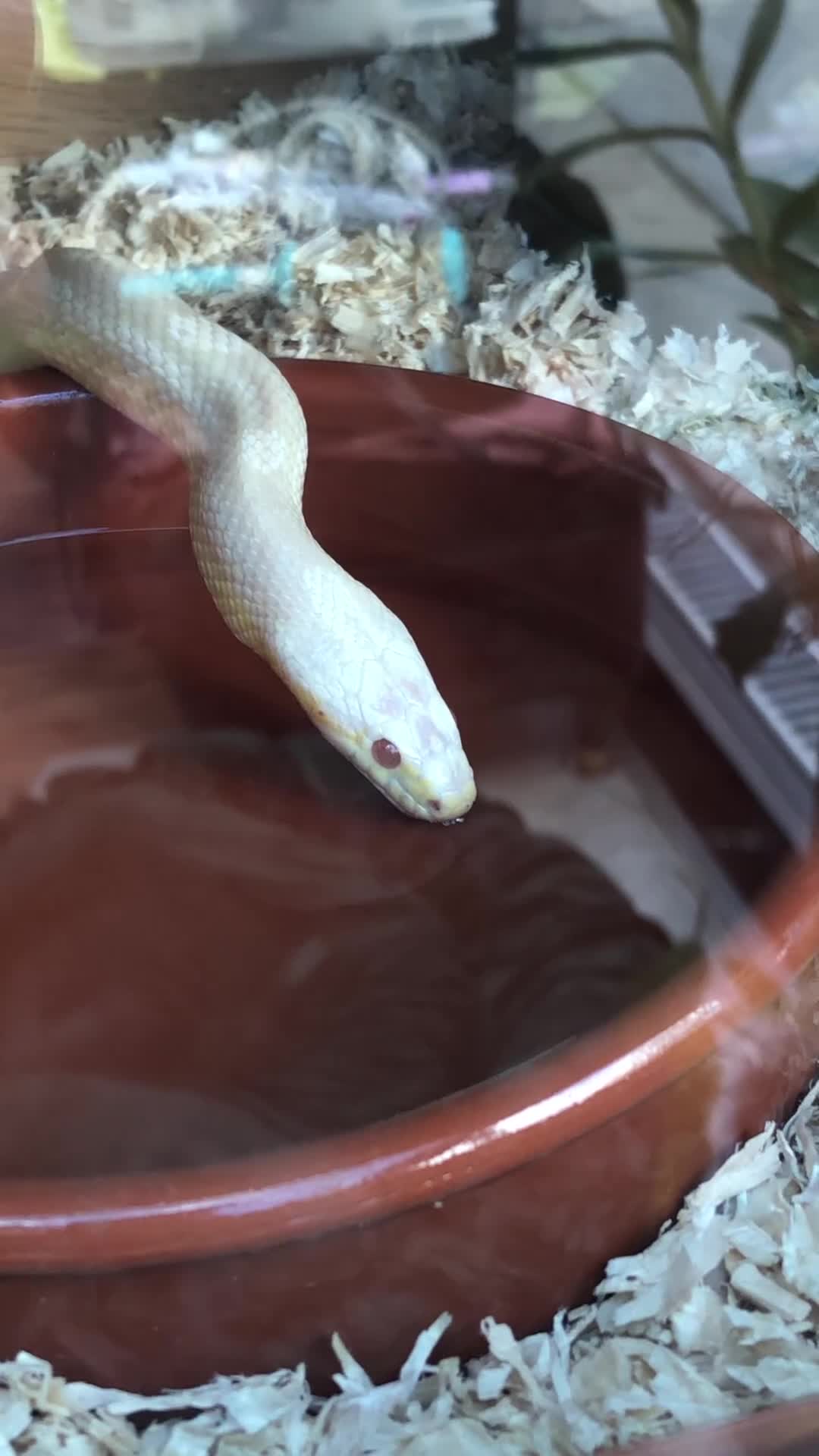 Corn Snake reptiles for sale: Male Albino Cornsnake for Adoption - Video 1