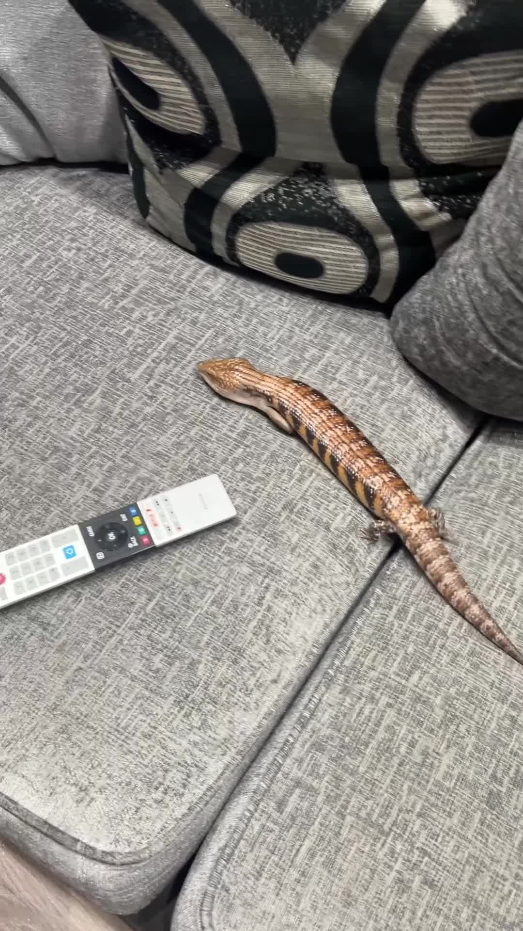 Skink reptiles for sale: Friendly Northern Blue Tongue Skink with 4ft Viv  - Video 3