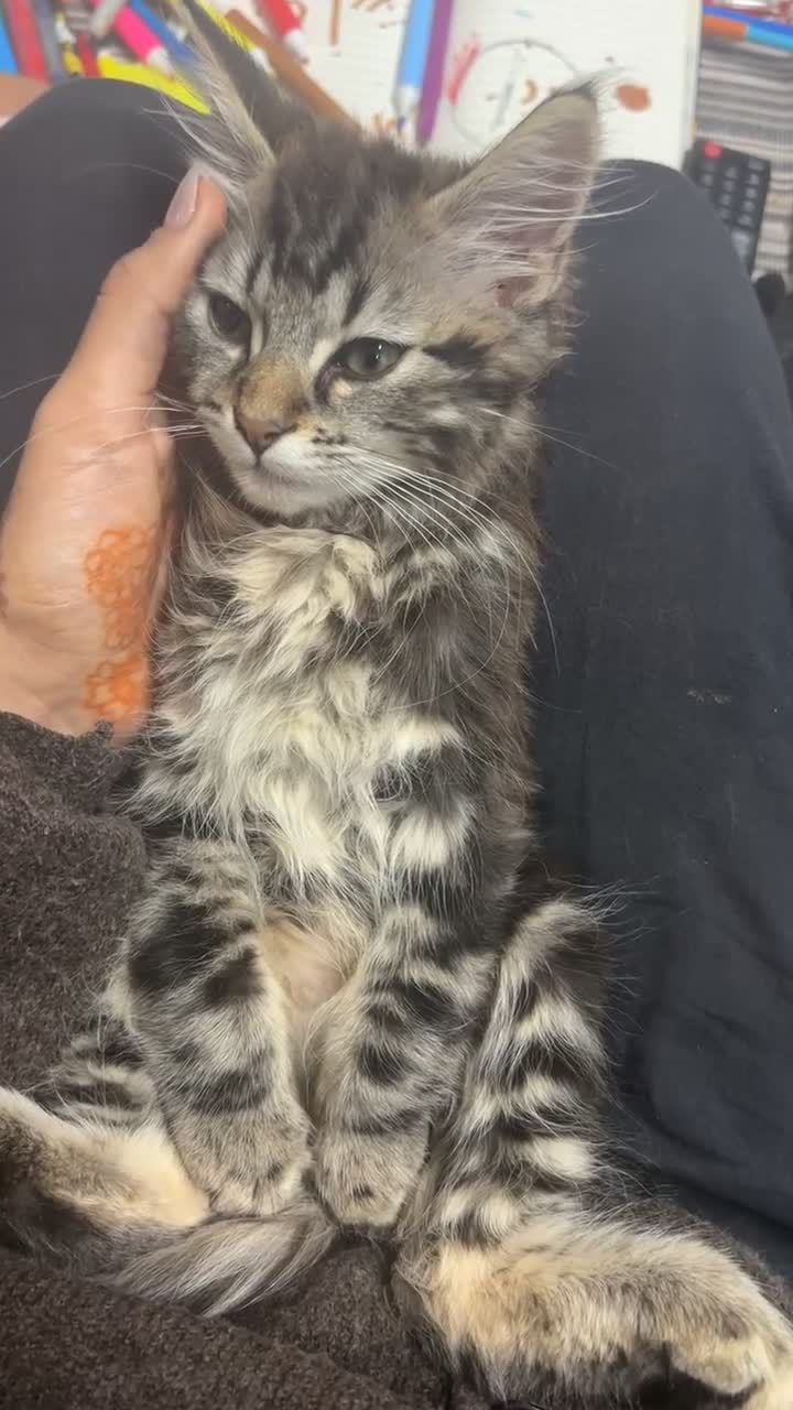 Mixed Breed cats for sale: Longhaired kitten + accessories for sale  - Video 3