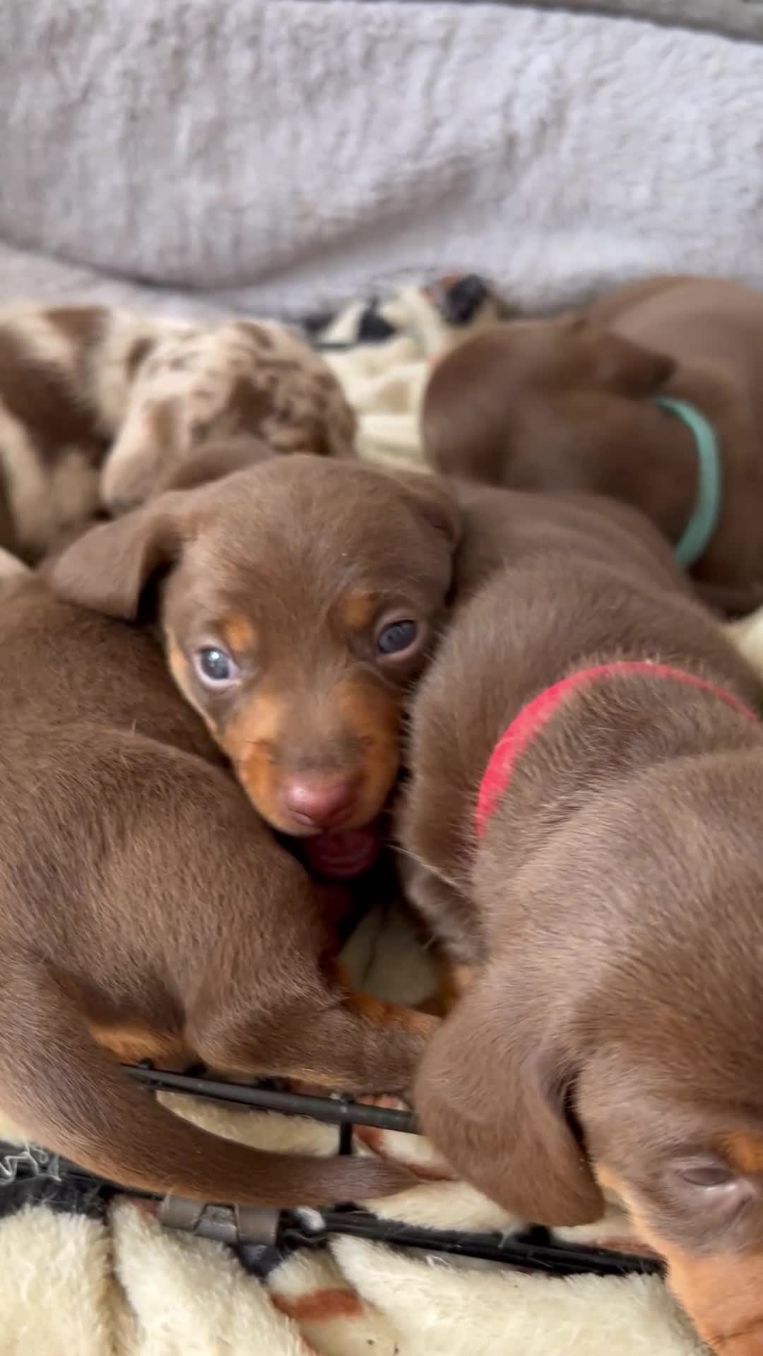 Dachshund dogs for sale: REDUCED*1 LEFT!! *BEAUTIFUL Miniature Dachshund's  - Video 2