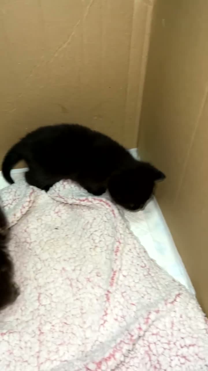 British Shorthair cats for sale: 2 gorgeous kittens available  - Video 1
