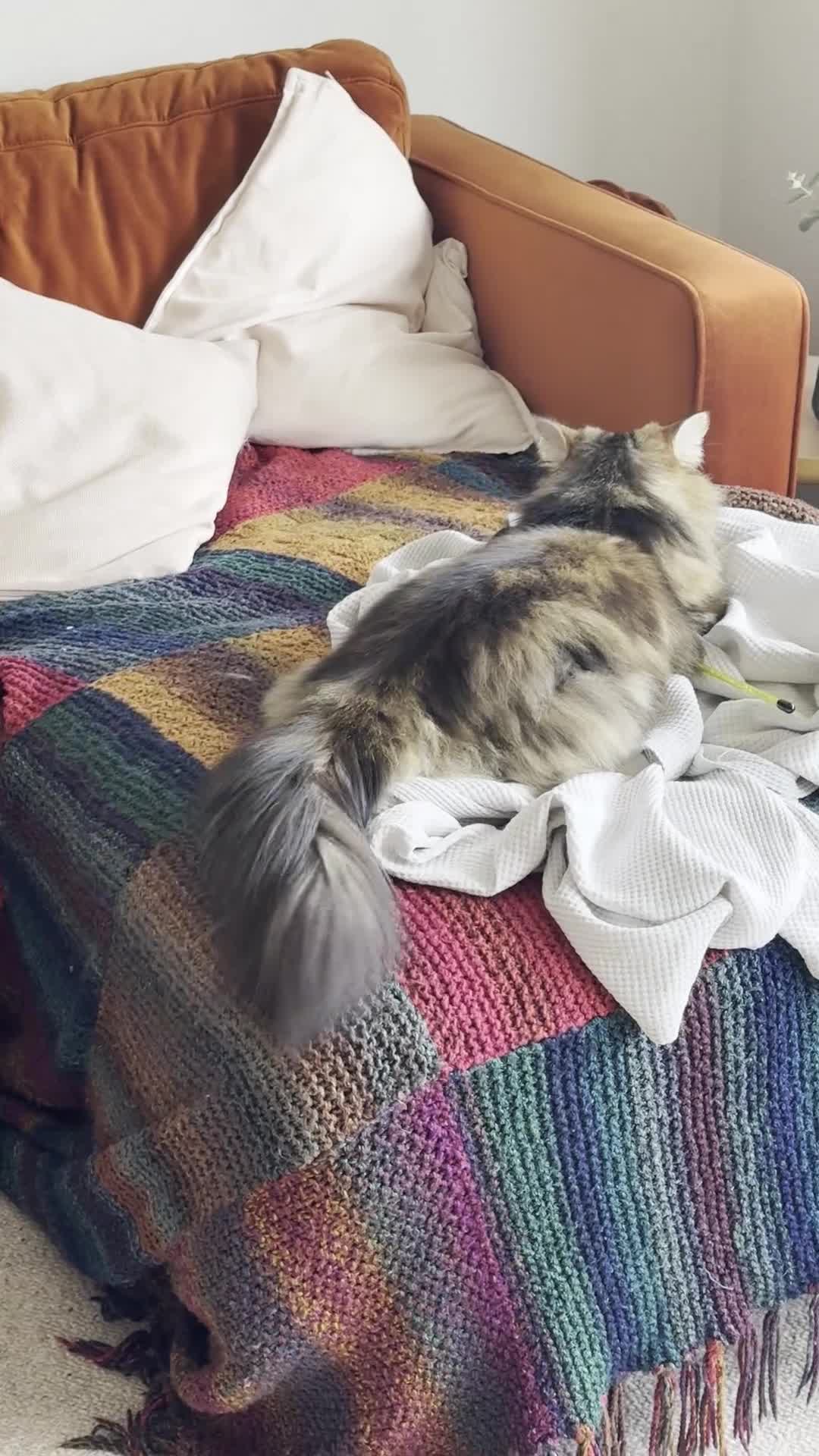 Siberian cats for sale: Siberian Former Show Queen  - Video 3