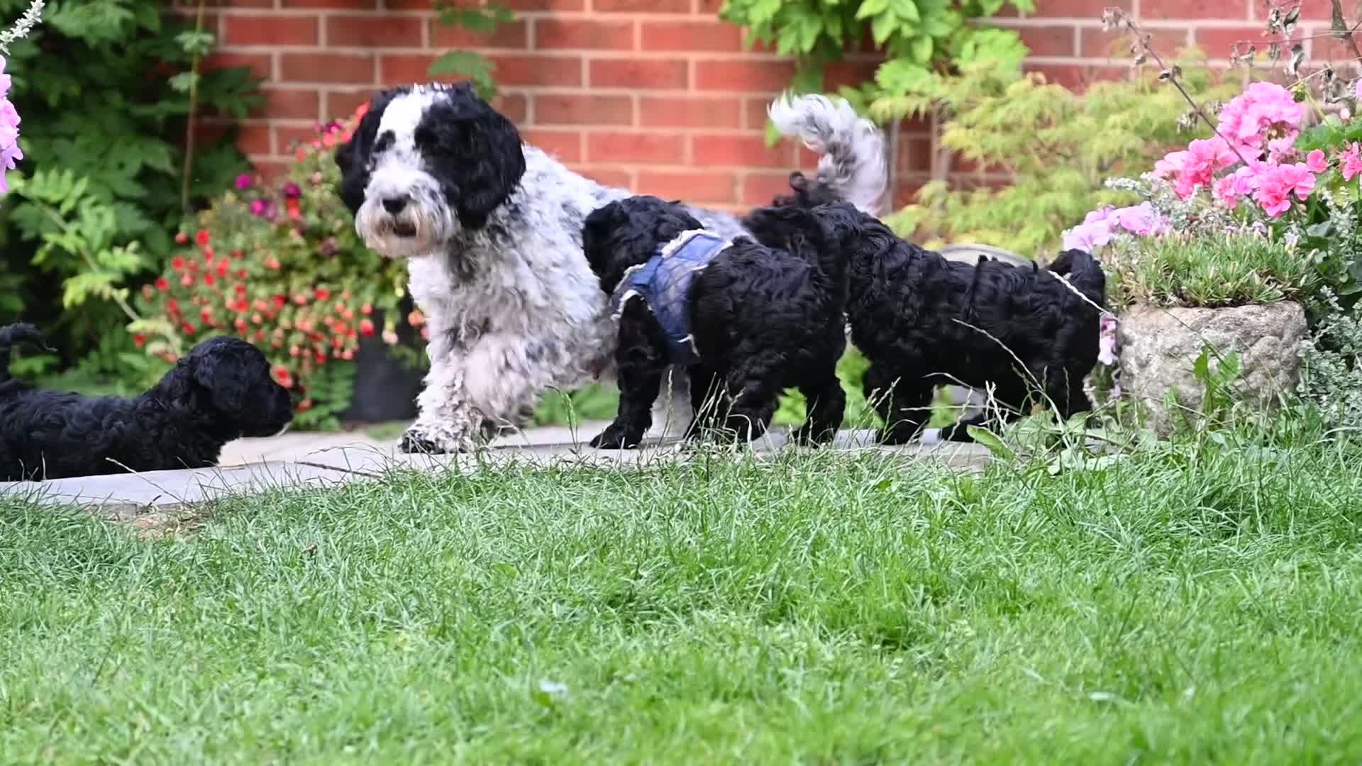 Cockapoo dogs for sale: 🌟 Vet-Checked F2 Cockapoo Girls – Ready 24 July🐾 - Video 1