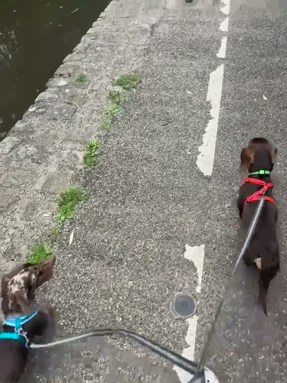 Dachshund dogs for adoption: 💙🐶 ALFIE – A CHOCOLATE BOY MADE FOR CUDDLES 🐶💙 - Video 1