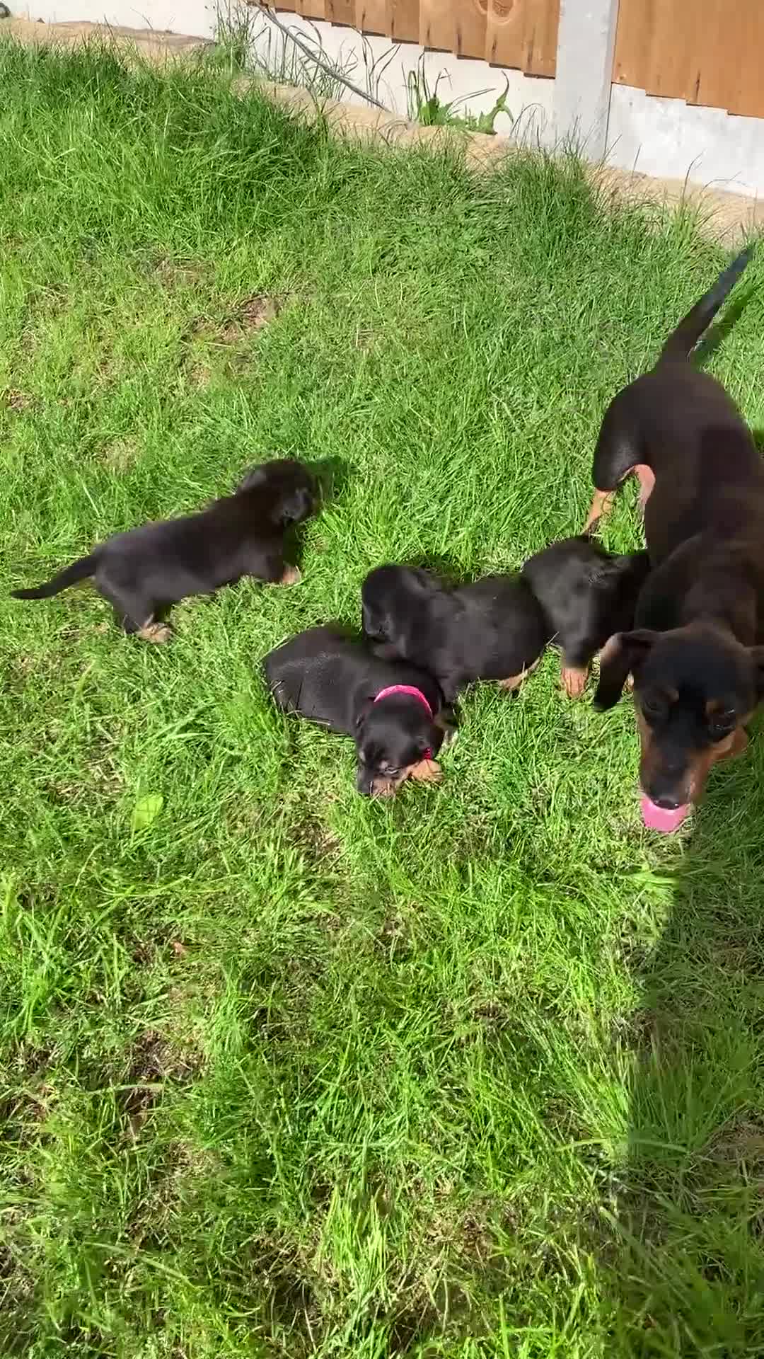 Dachshund dogs for sale: dachshund  - Video 1