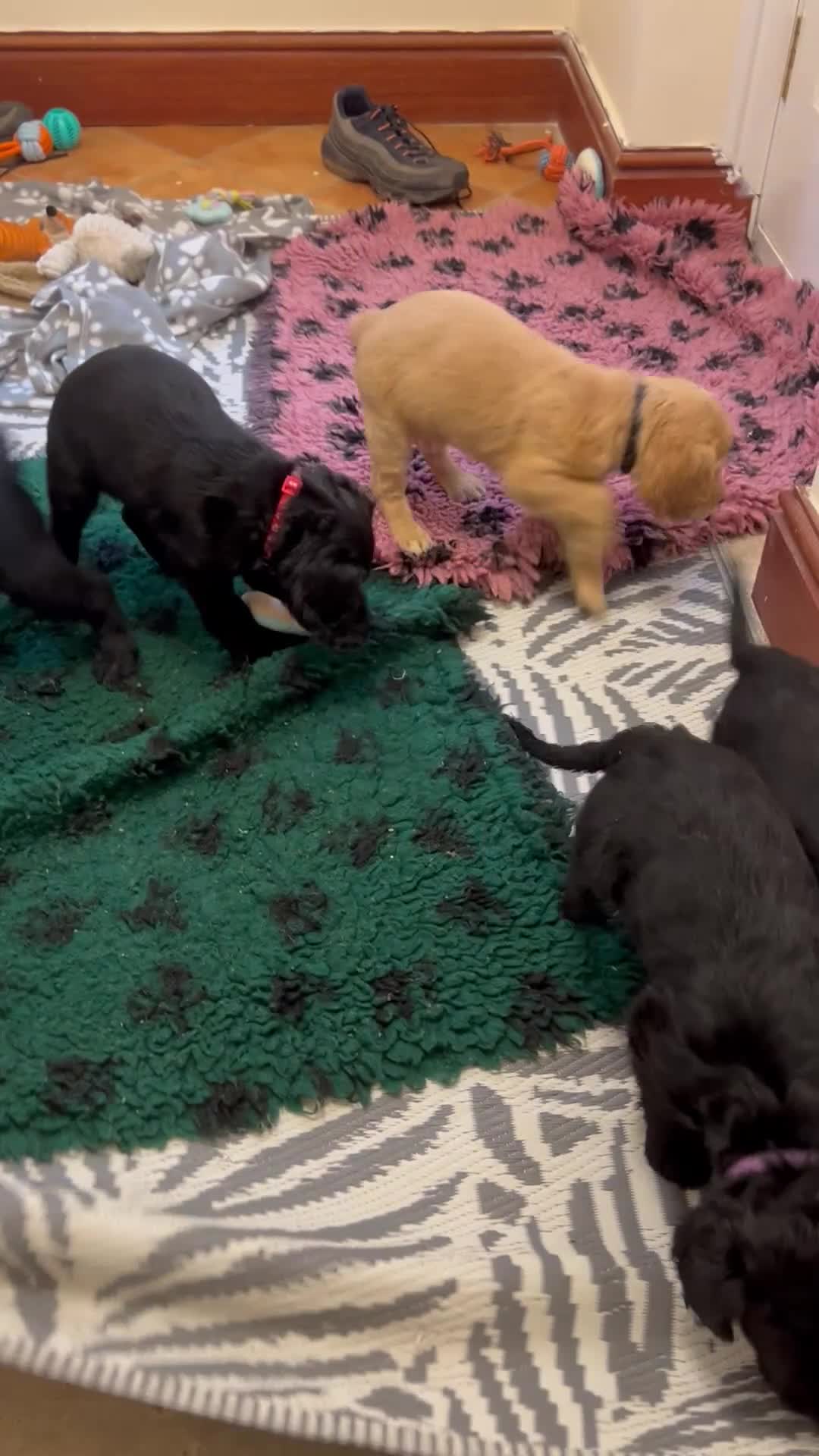 Cocker Spaniel dogs for sale: ✨ Cuddles Await from our Cocker Spaniel Pups  - Video 5