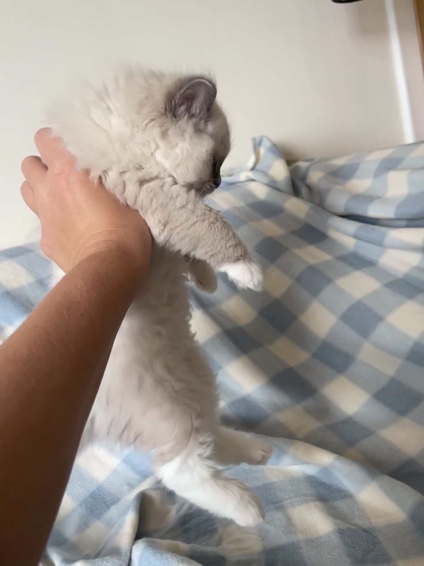 Ragdoll cats for sale: 🌸Extensively health tested Tica reg. kittens🌸 - Video 3
