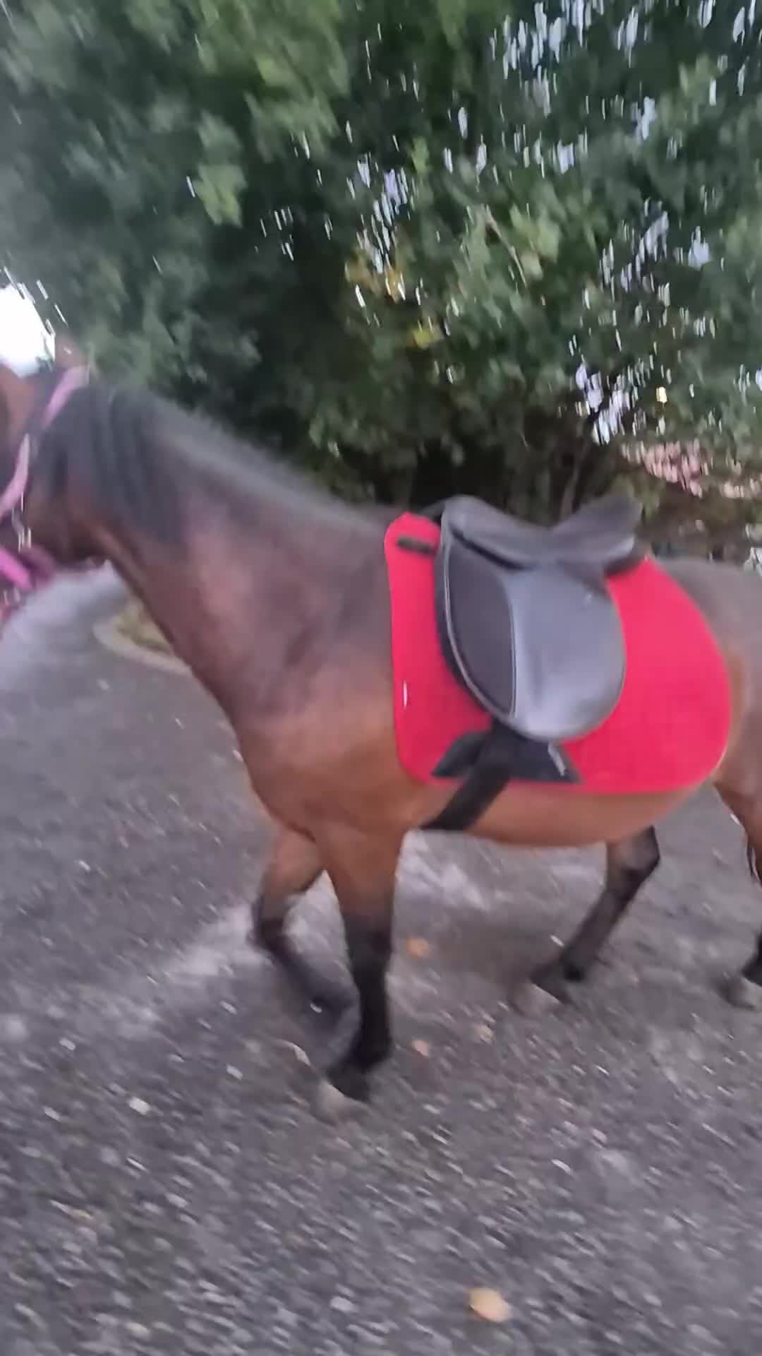New Forest horses for sale: ✨️Ocknell way out west✨️ in Nottingham - Video 1