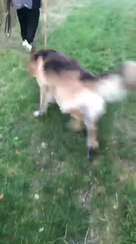 German Shepherd dogs for sale: Big bouncy GSD - Video 3