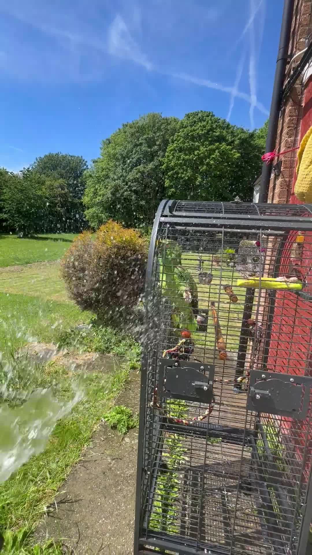 Parrots birds for sale: Yallow-crowned Amazon for sell - Video 1