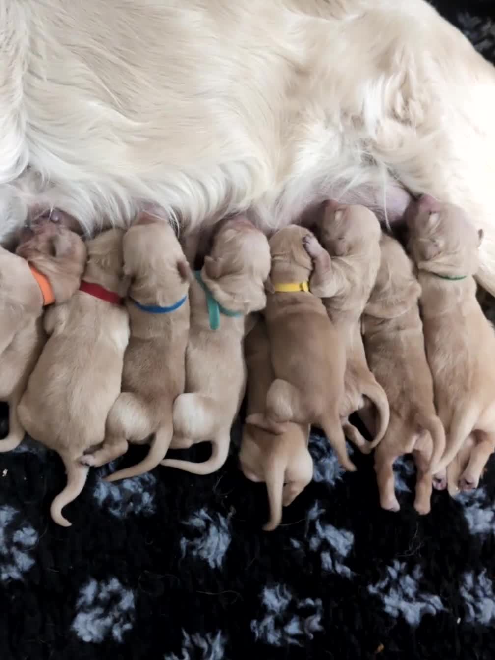 Golden Retriever dogs for sale: Golden Retriever puppies  - Video 2