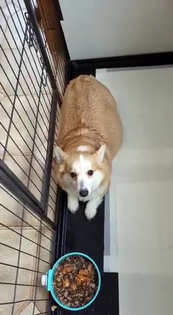 Welsh Corgi Pembroke dogs for sale: Health tested Quality Pembrokeshire Corgie Puppies - Video 1