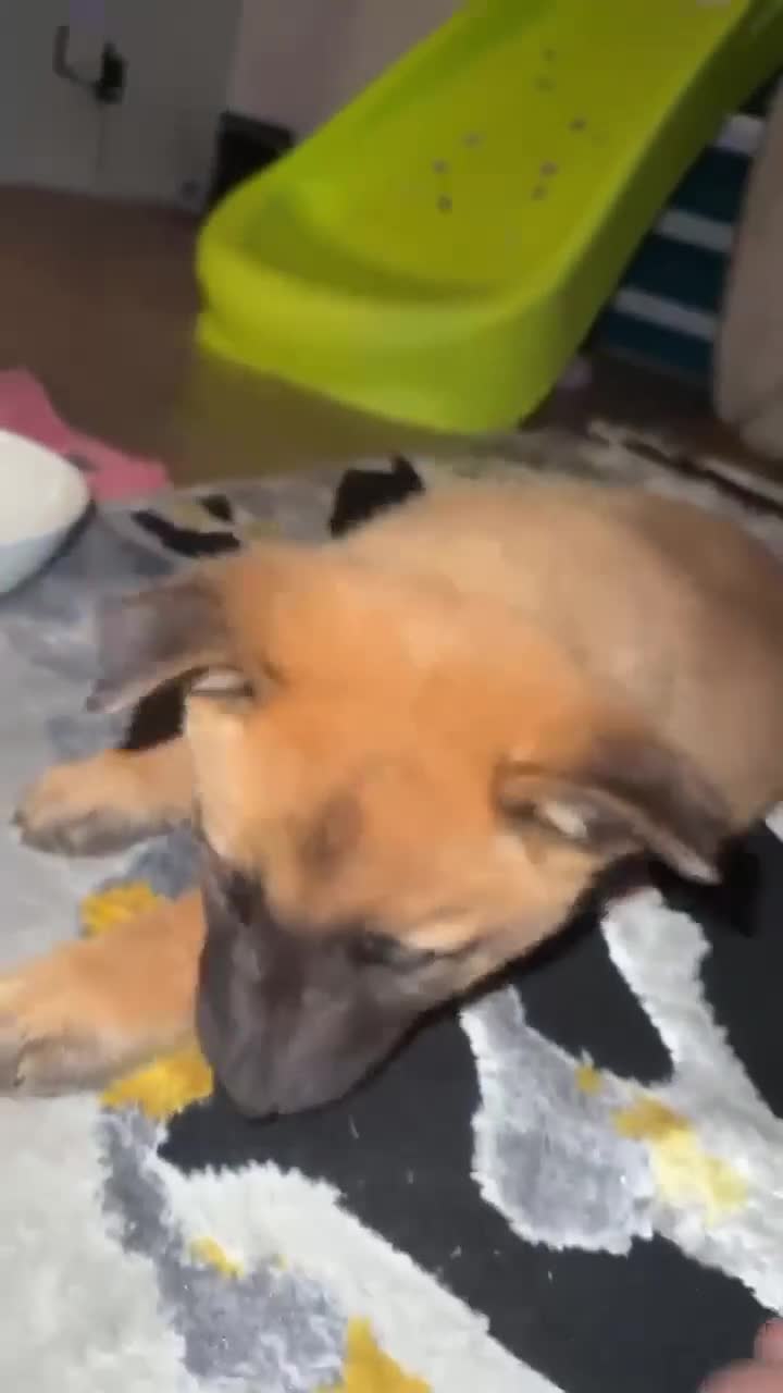 Mixed Breed dogs for sale: Chow chow x Belgium malionis  in Willenhall - Video 3