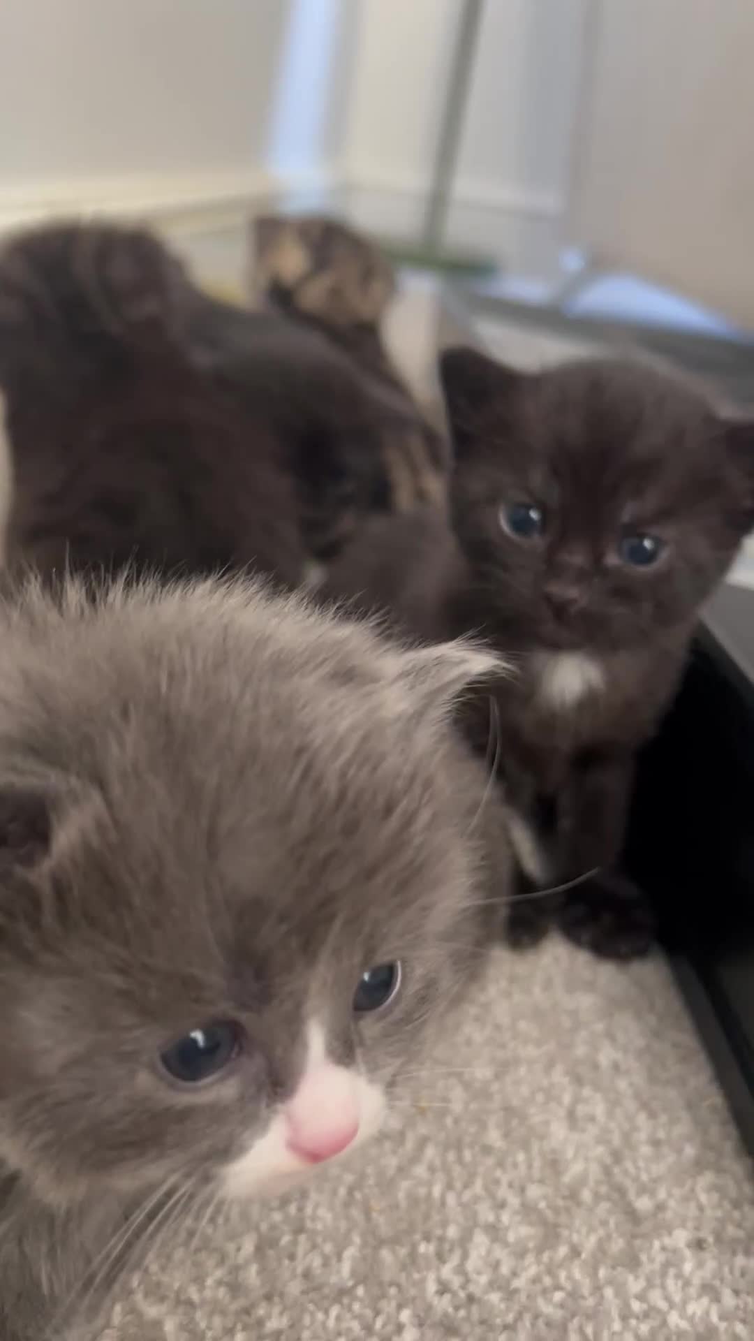 British Shorthair cats for sale: Male kittens  - Video 1