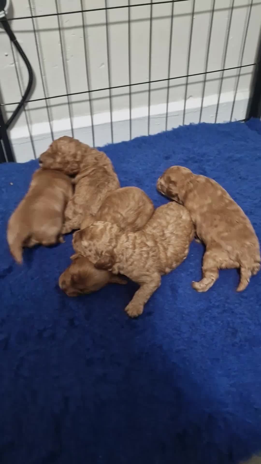 Maltipoo dogs for sale: F1B MALTIPOO PUPPIES  - Video 1