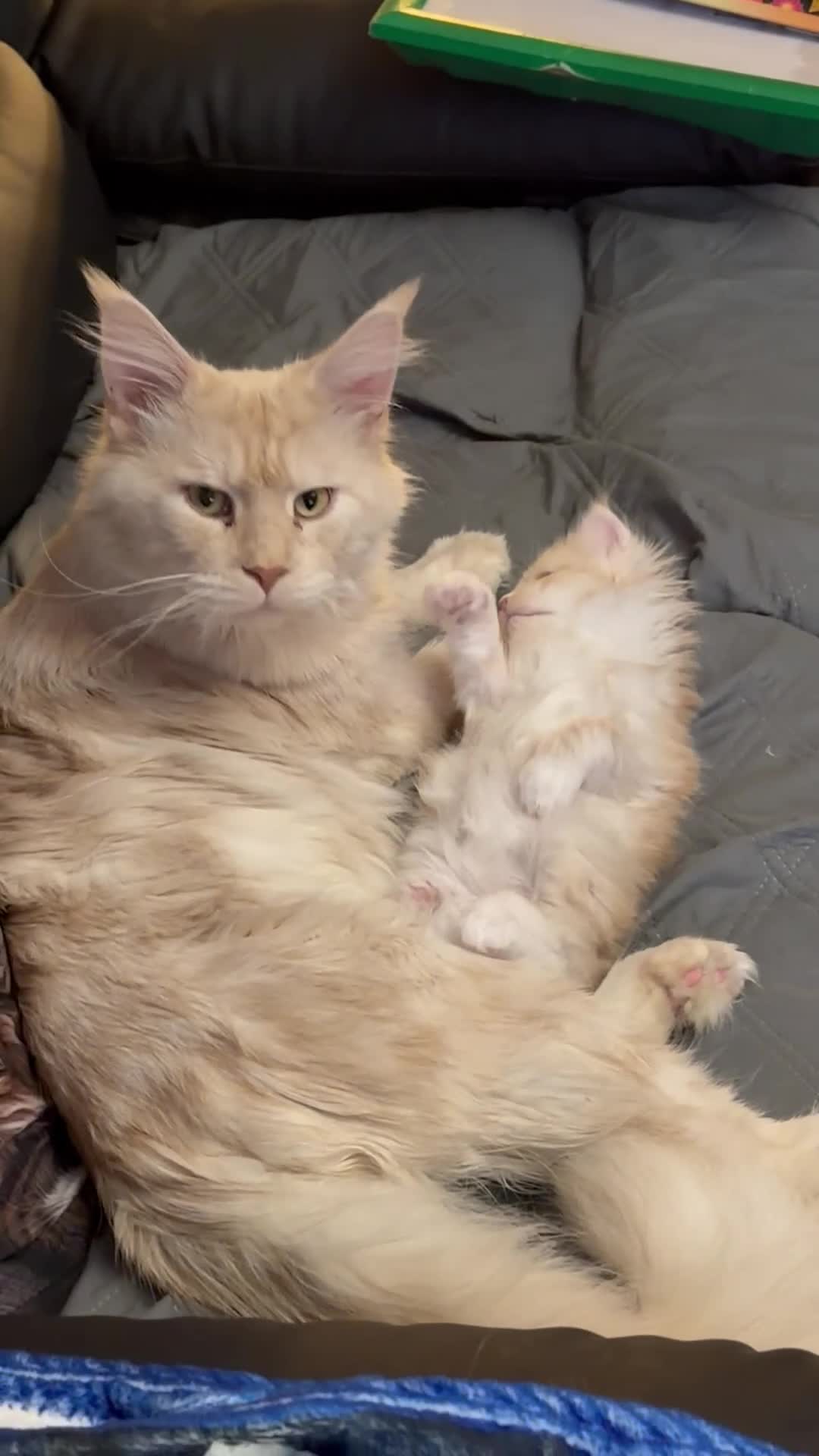 Maine Coon cats for sale: Gorgeous Maine coon kitten - Video 1