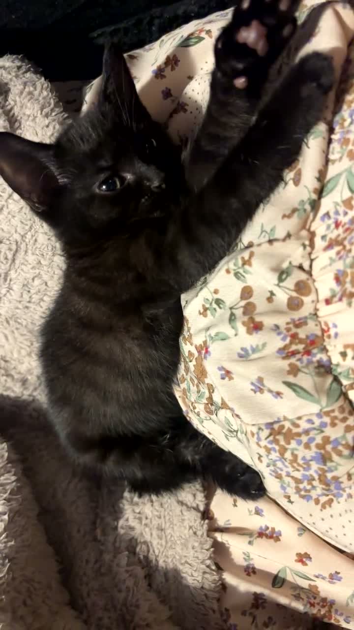 Mixed Breed cats for sale: Kittens in Luton - Video 1