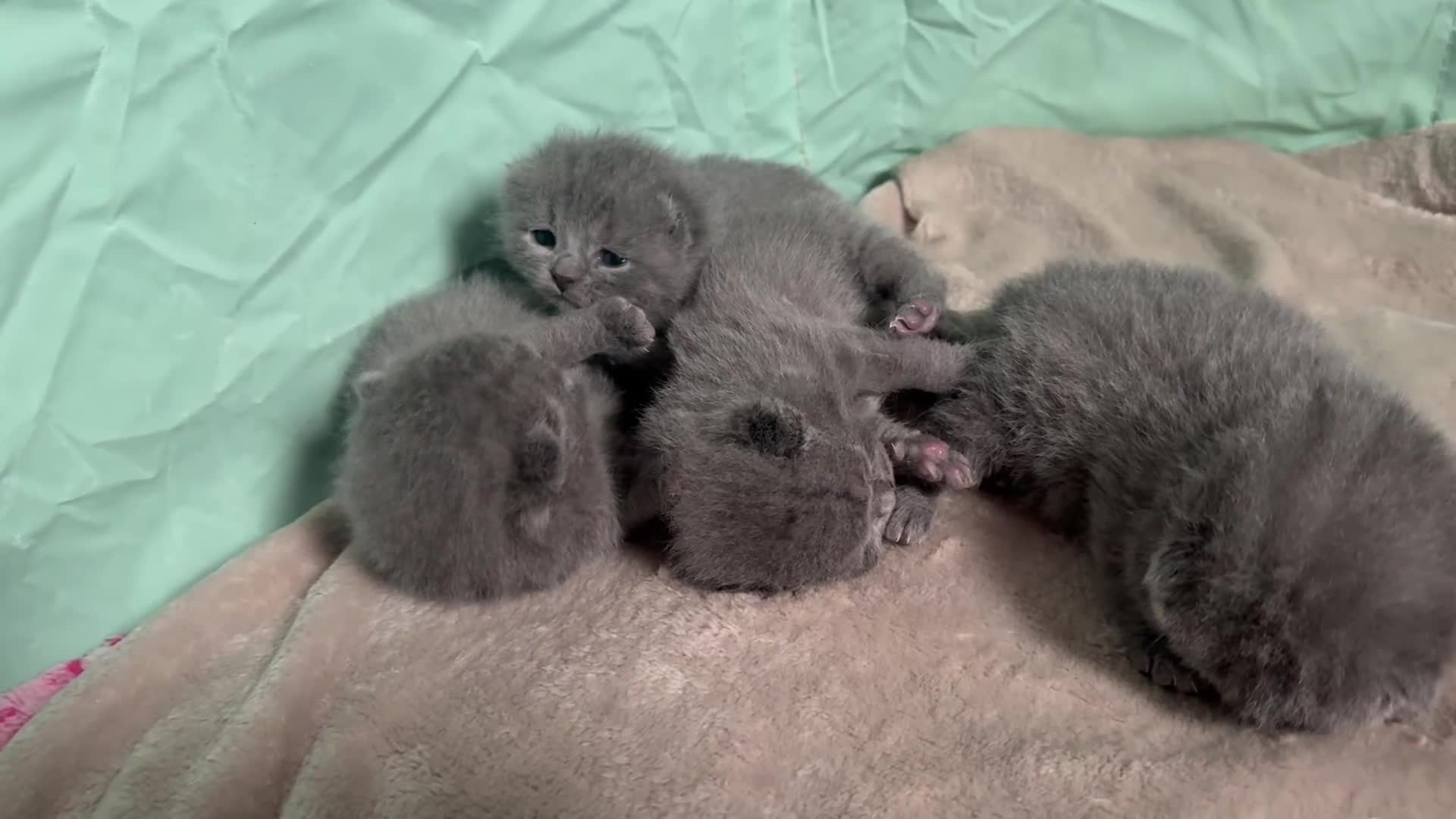 British Shorthair cats for sale: Beautiful British Short hair kittens  - Video 1