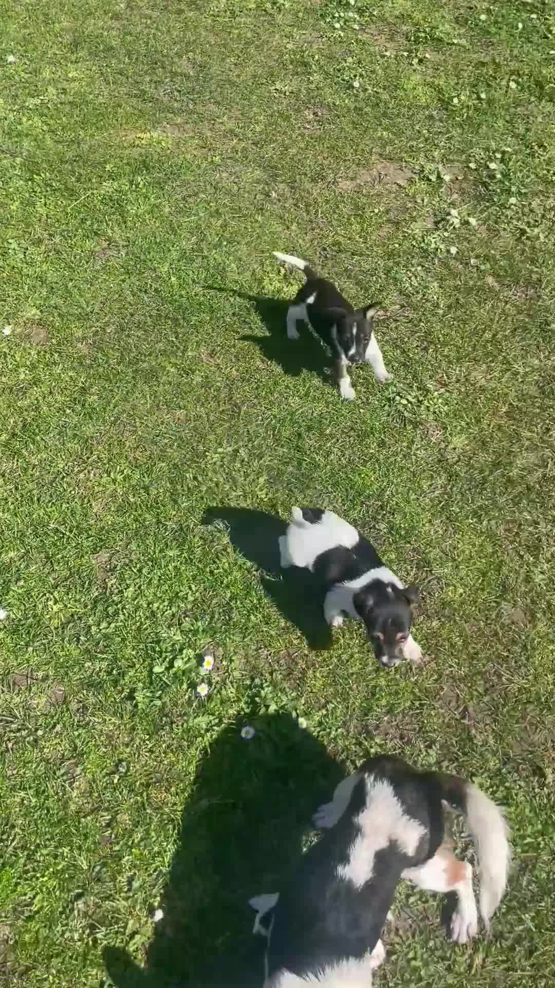 Jack Russell dogs for sale: One male Jack Russell puppies  - Video 1